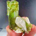 specimen video