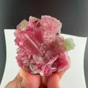 specimen video