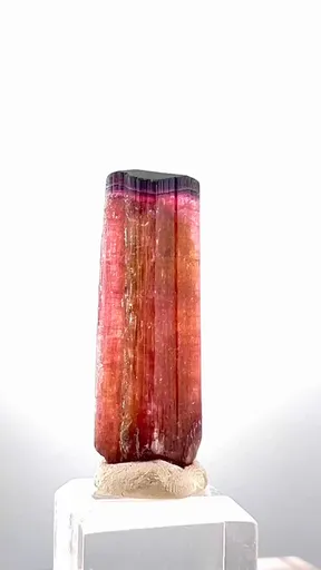 specimen video