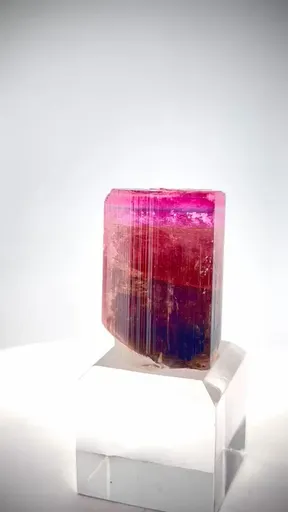 specimen video