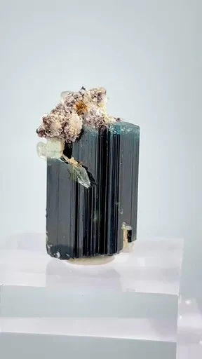 specimen video
