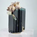 specimen video