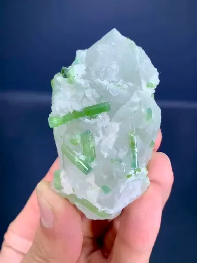 specimen video