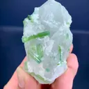 specimen video
