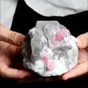 specimen video
