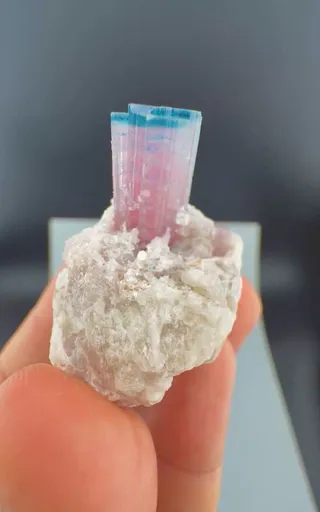 specimen video