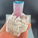 specimen video