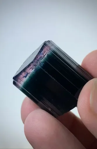 specimen video
