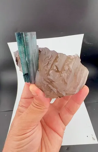 specimen video