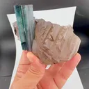 specimen video