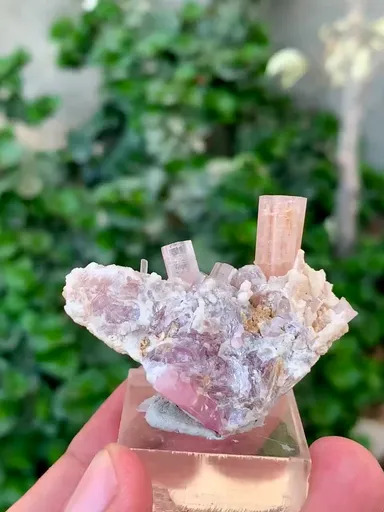 specimen video