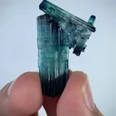 specimen video