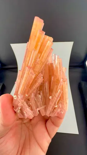 specimen video
