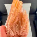 specimen video