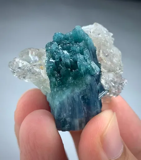 specimen video