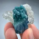 specimen video