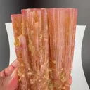 specimen video