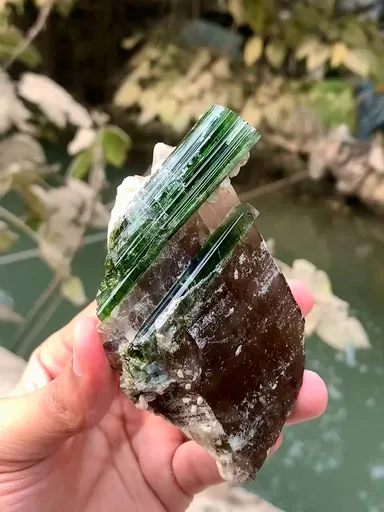 specimen video
