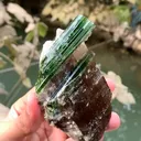 specimen video