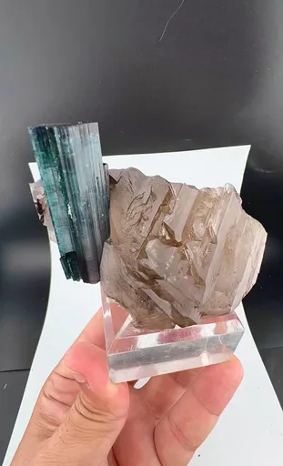 specimen video