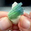 specimen video