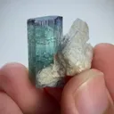 specimen video