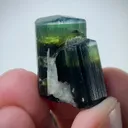 specimen video