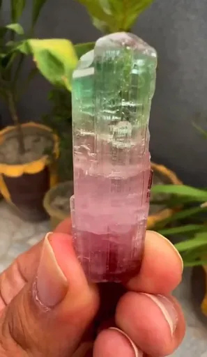 specimen video