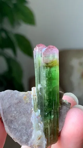 specimen video
