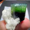 specimen video