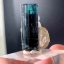 specimen video