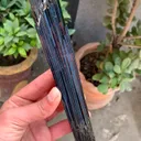 specimen video