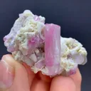 specimen video