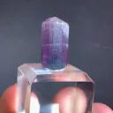 specimen video
