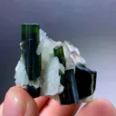 specimen video