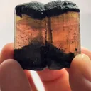 specimen video