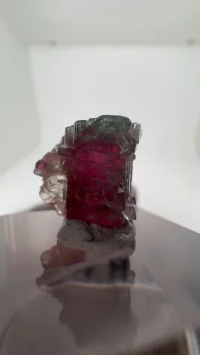 specimen video