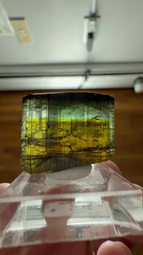 specimen video