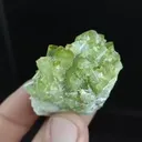 specimen video