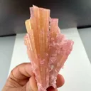 specimen video