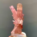 specimen video