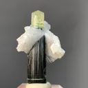 specimen video