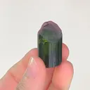 specimen video