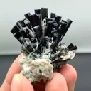 specimen video