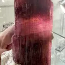 specimen video