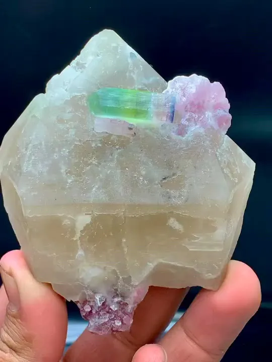 specimen video