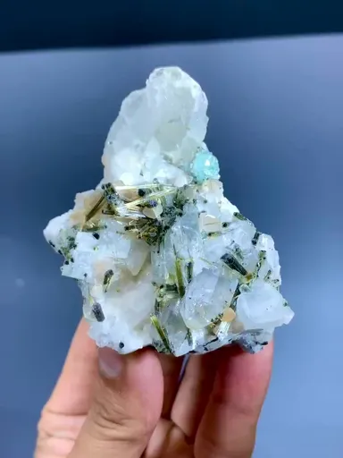 specimen video