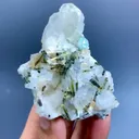 specimen video