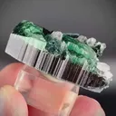 specimen video