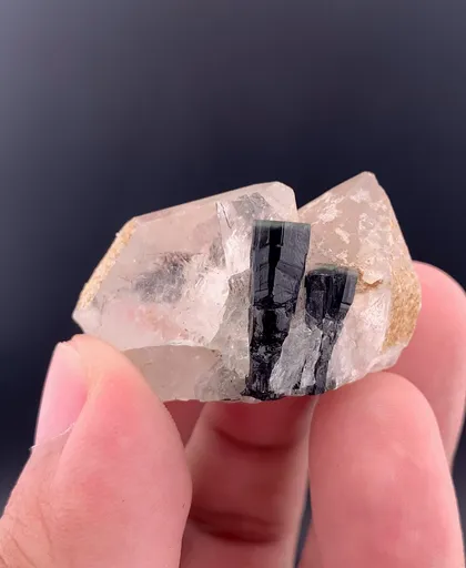 specimen video